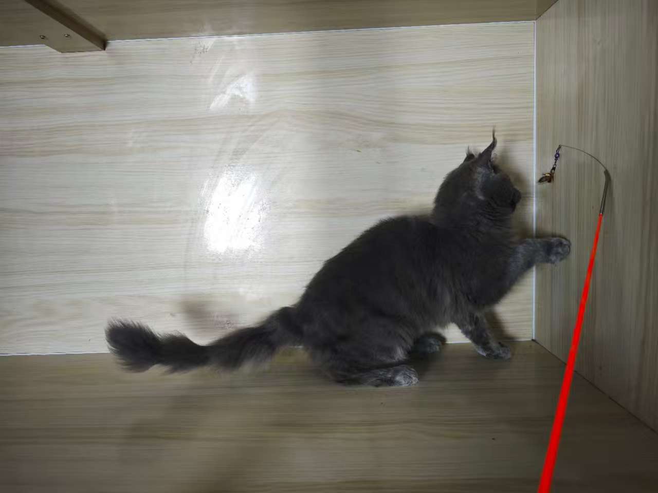 缅因猫蓝烟弟弟,三针苗全,高赛级,注小时候长癣现在已好,给它找个家